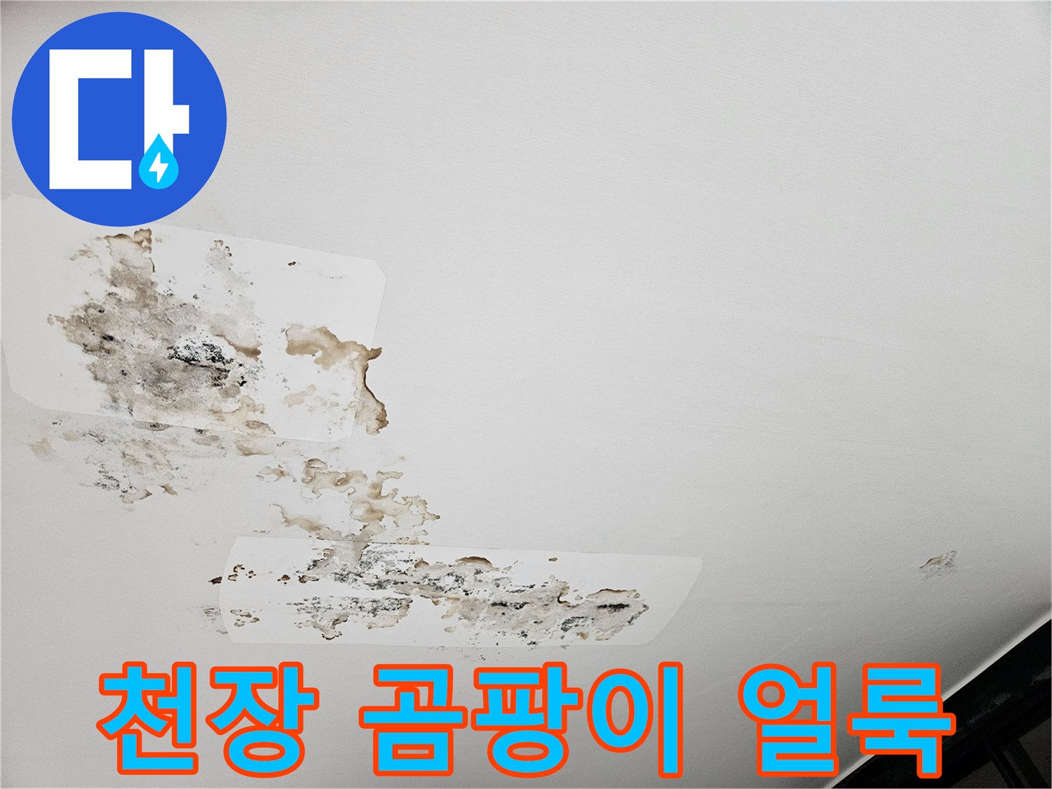 안양 만안구 아파트 천장 벽지의 곰팡이와 물에 젖은 흔적