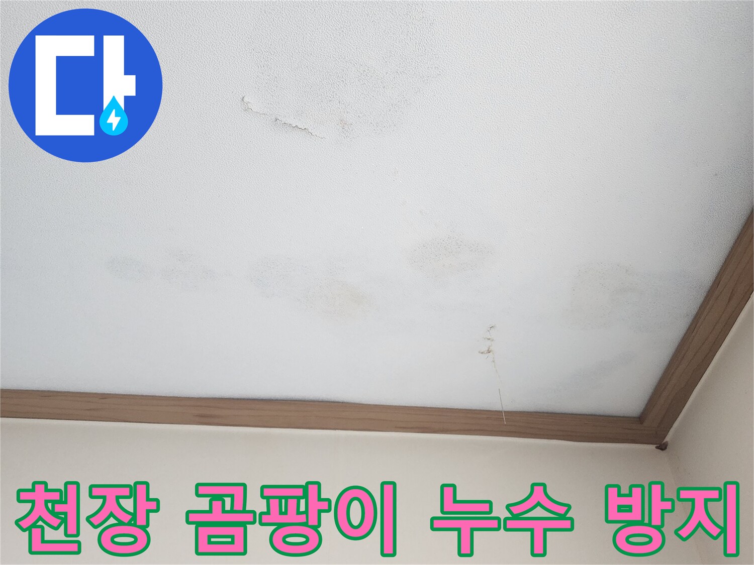아랫집 천장에 번식한 누수성 곰팡이-벽지 손상과 함께 건강에도 해로운 상황으로-누수 원인 제거와 곰팡이 방지 작업이 필수적입니다.