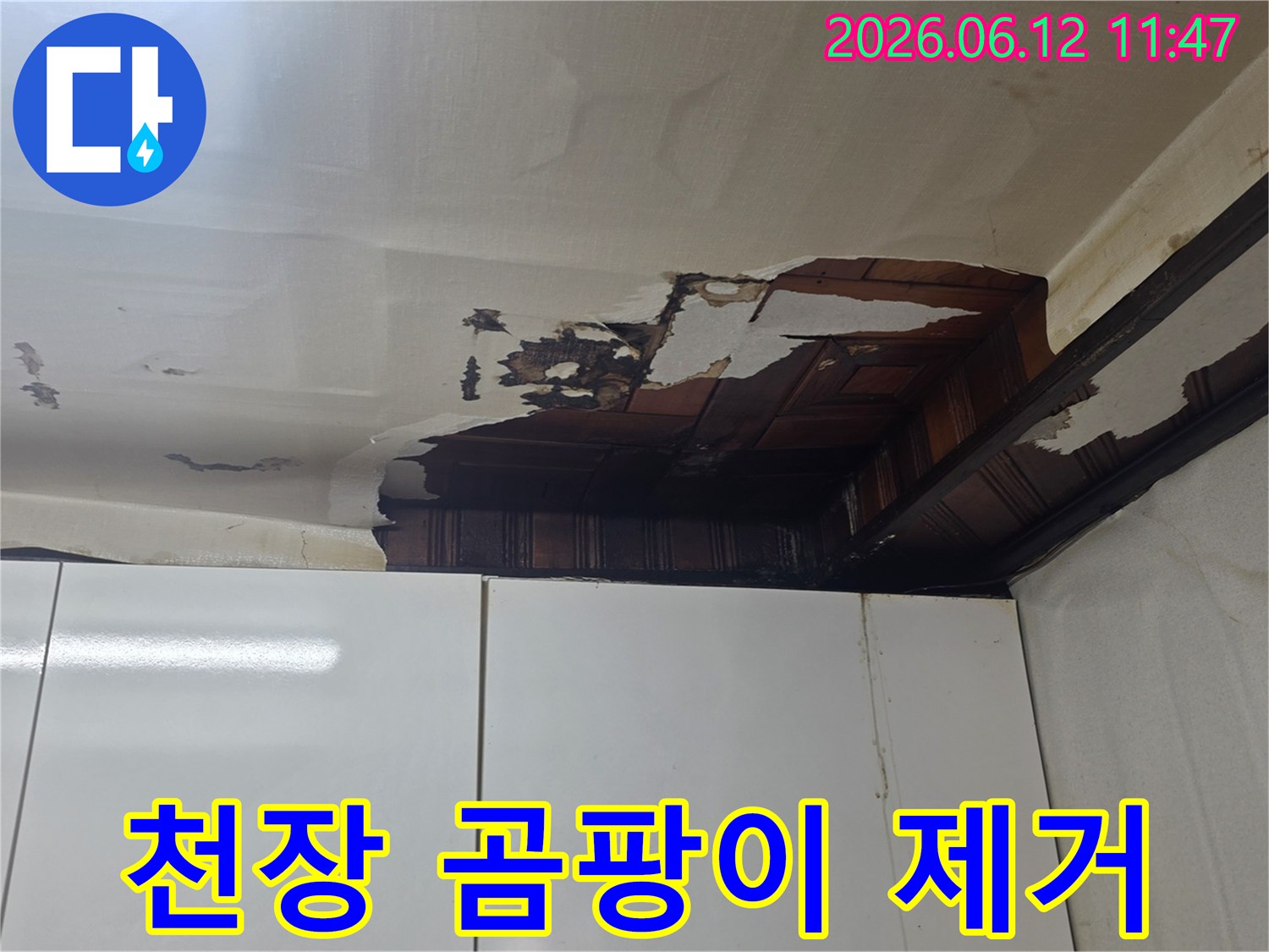 천장 벽지가 젖고 찢어지며-검은 곰팡이가 피어나는 누수 현장