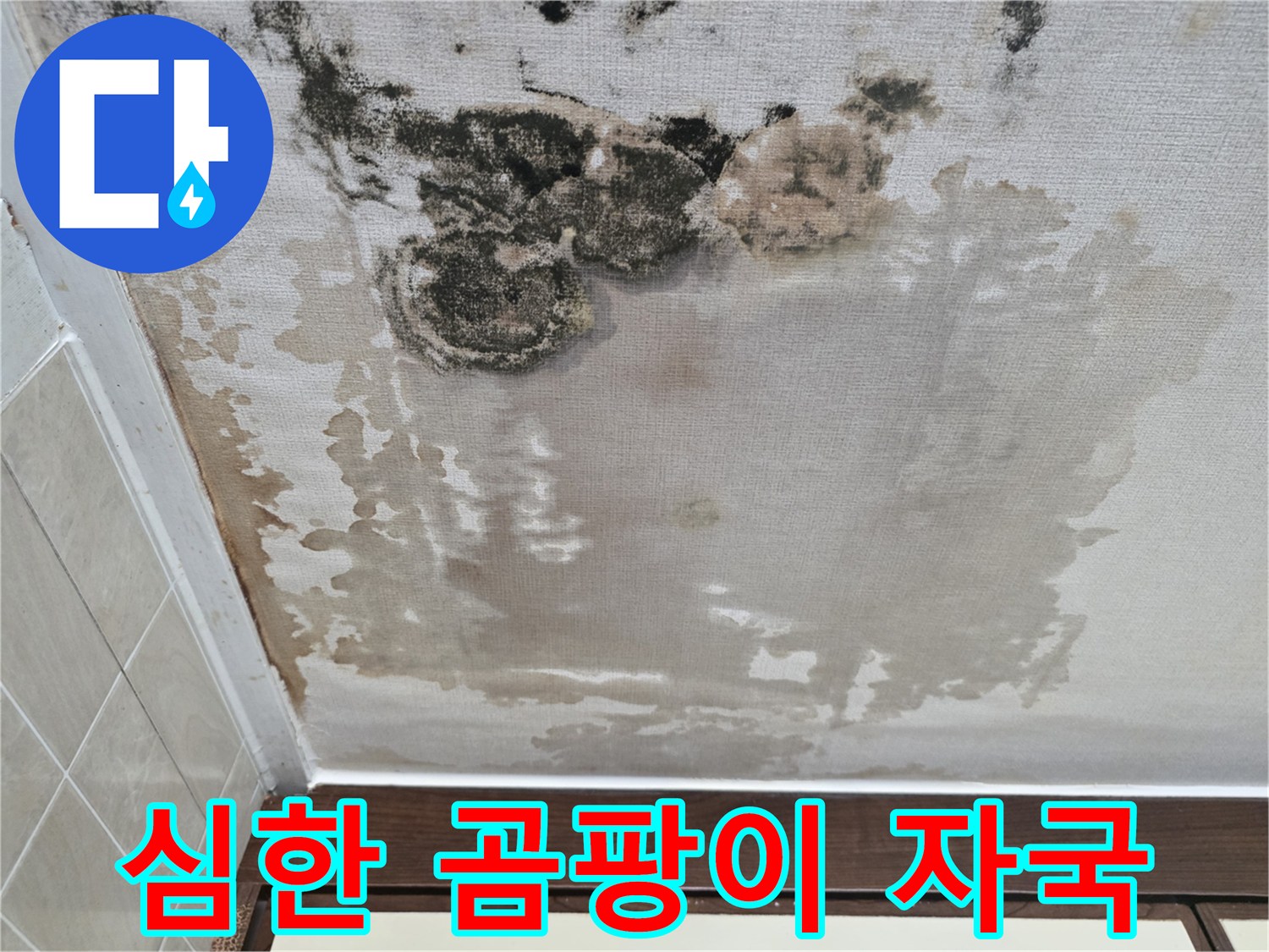 천장-벽지에-생긴-검은색-곰팡이-군락