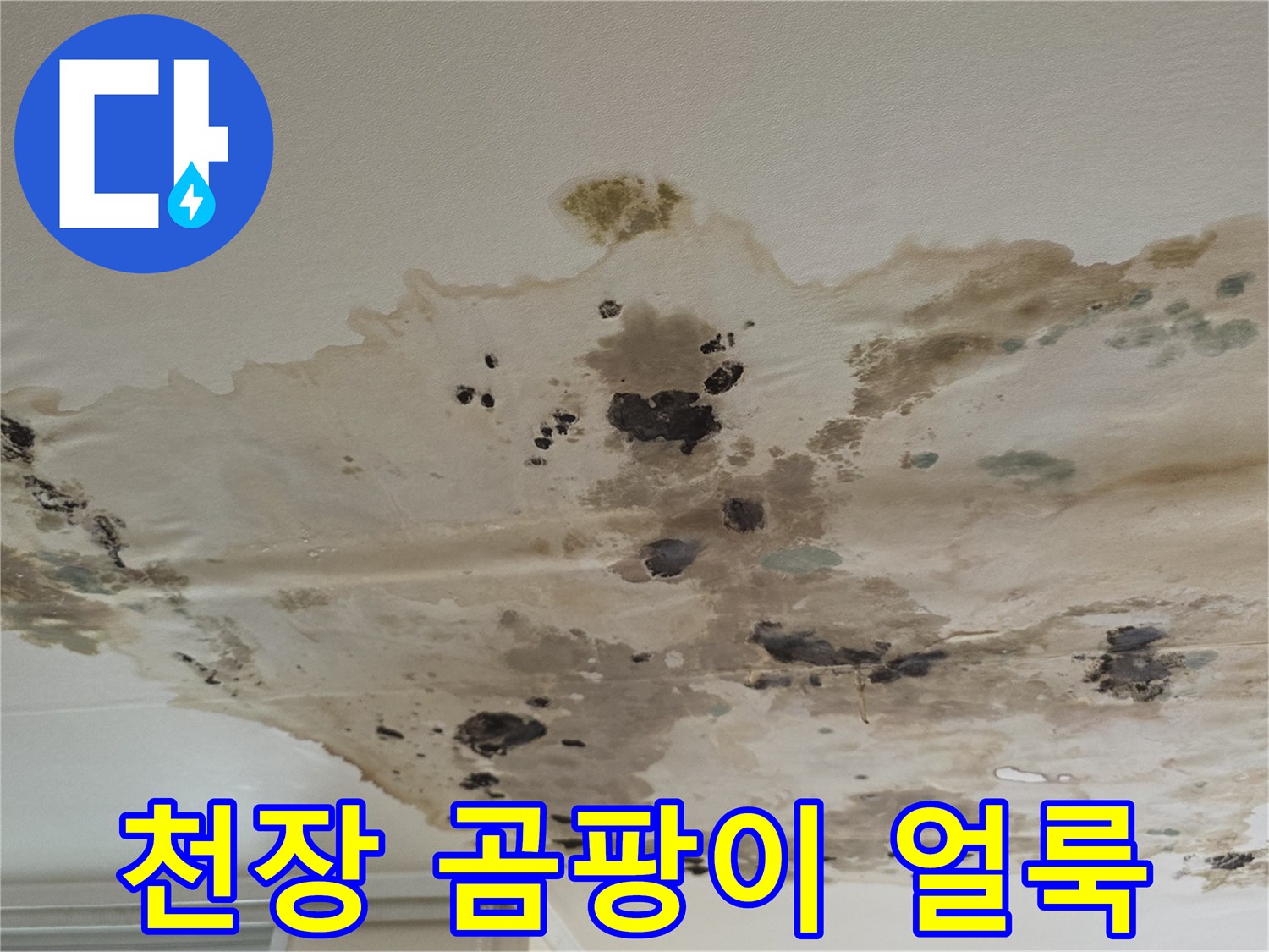 천장-벽지에-번진-누수-얼룩과-검은-곰팡이
