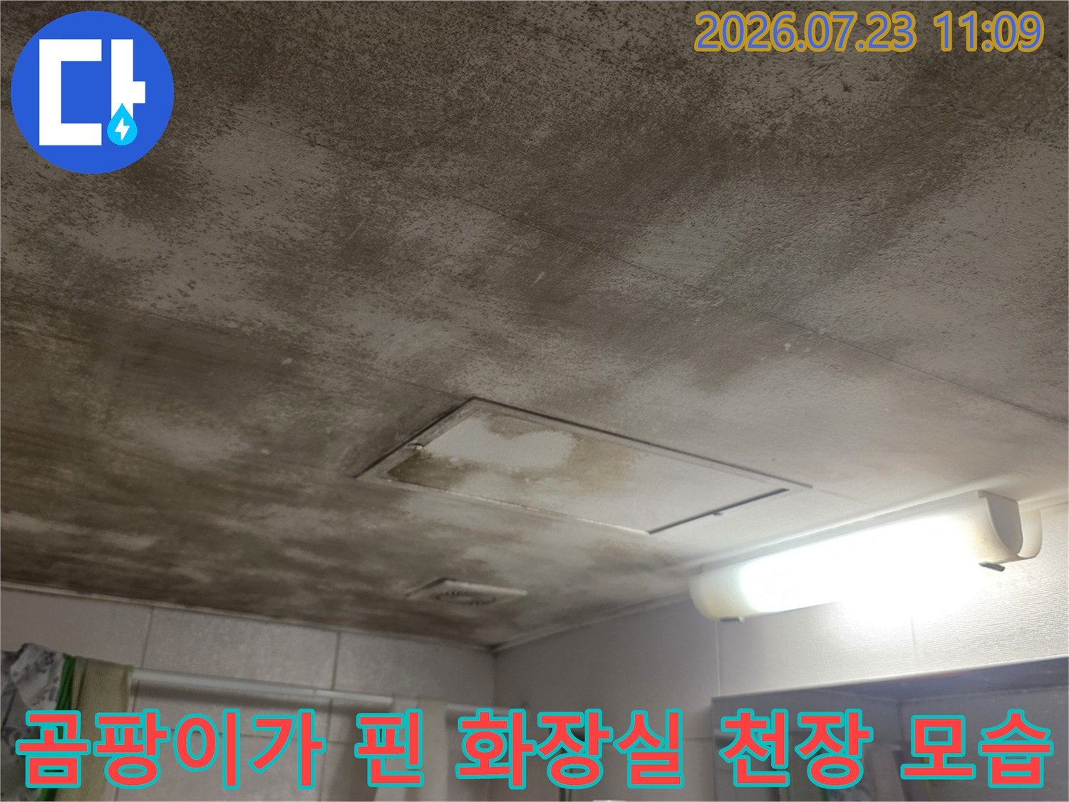 화장실 천장 표면 전체에 갈색 얼룩과 검은 곰팡이가 퍼져 있는 상태-누수 피해 사진