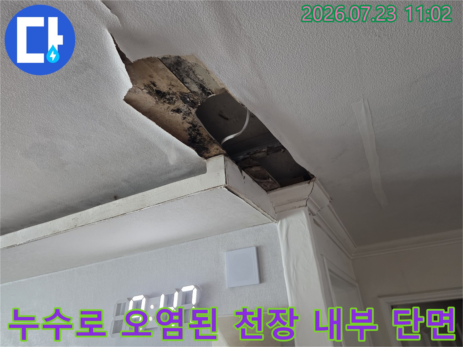 거실 천장 마감재가 뜯어진 부위로 보이는 검은색 곰팡이와 습한 콘크리트 표면