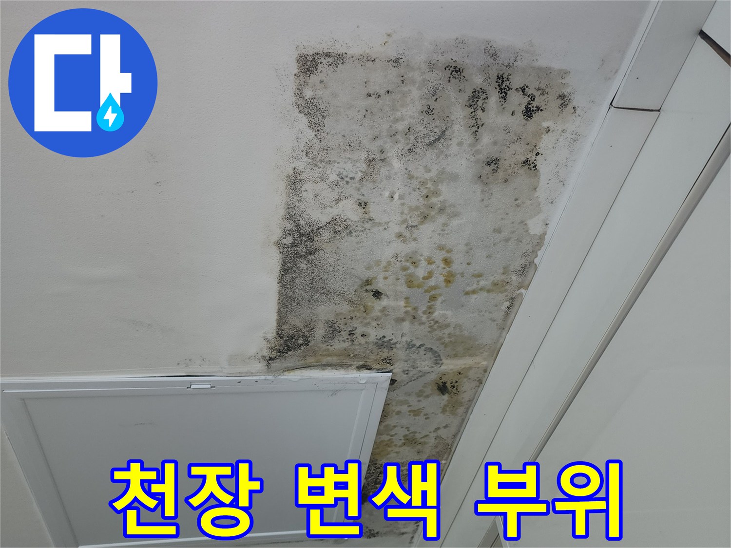 상도 누수 현장-곰팡이가 피어있는 천장 마감재