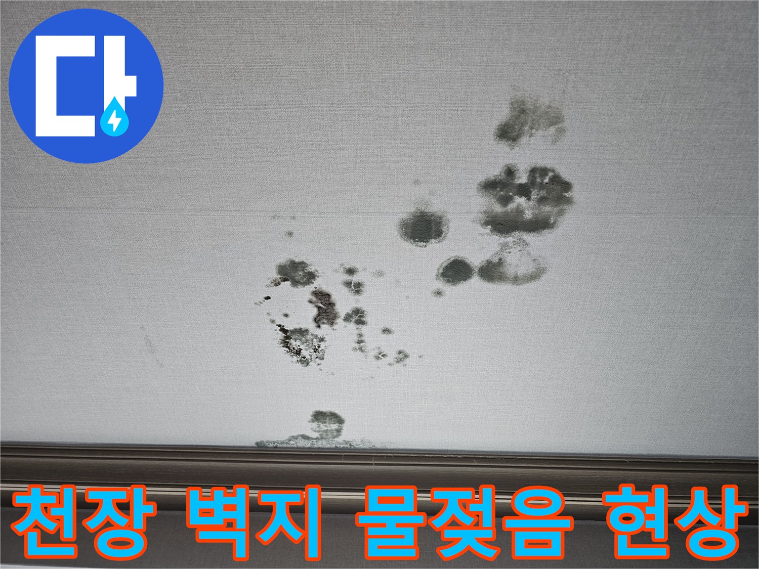 물샘 증상으로 인해 넓게 퍼진 천장 벽지 곰팡이와 얼룩 부위