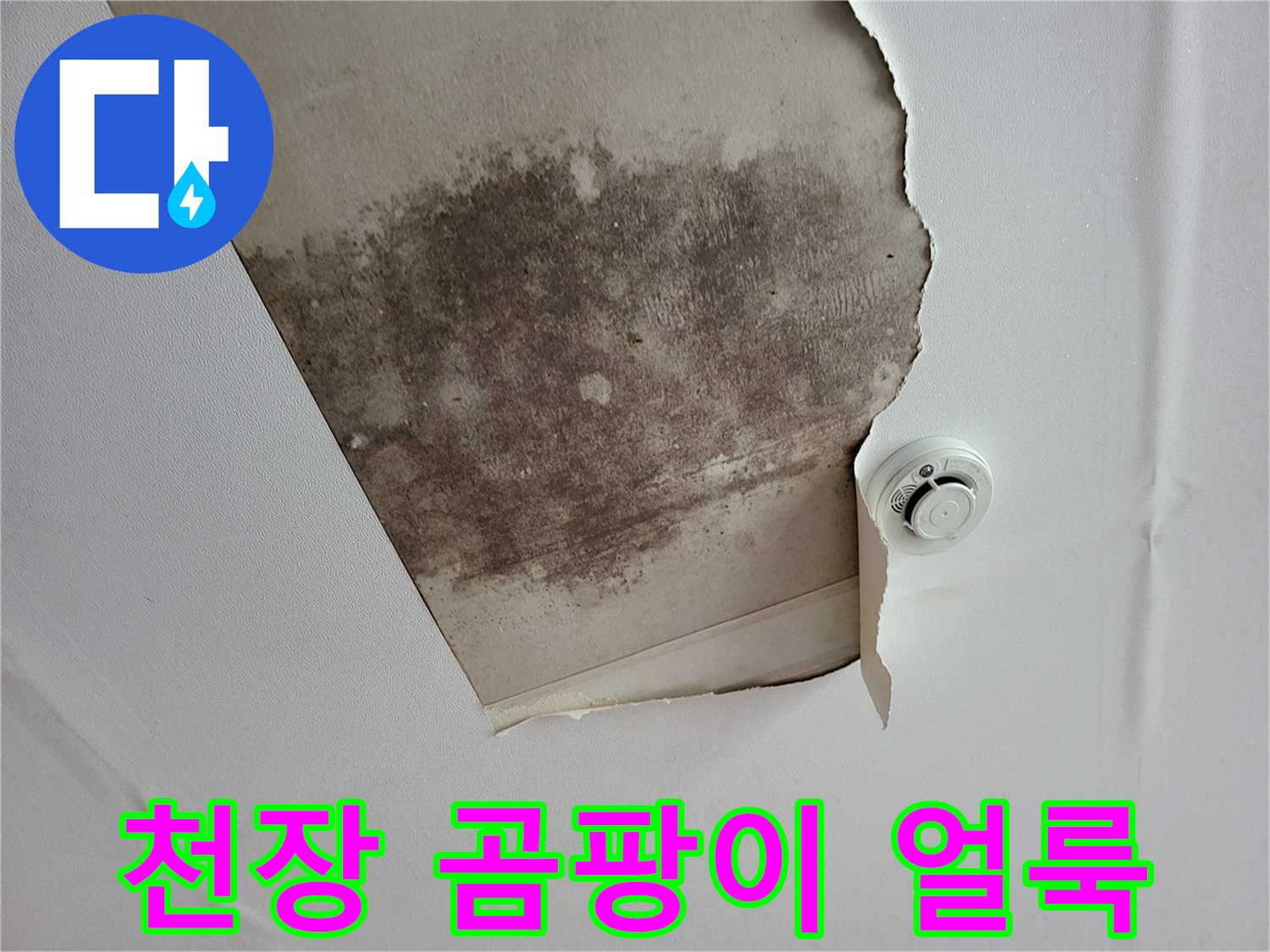 일산서구 아파트 천장 석고보드에 발생한 검은색 곰팡이와 습기 흔적