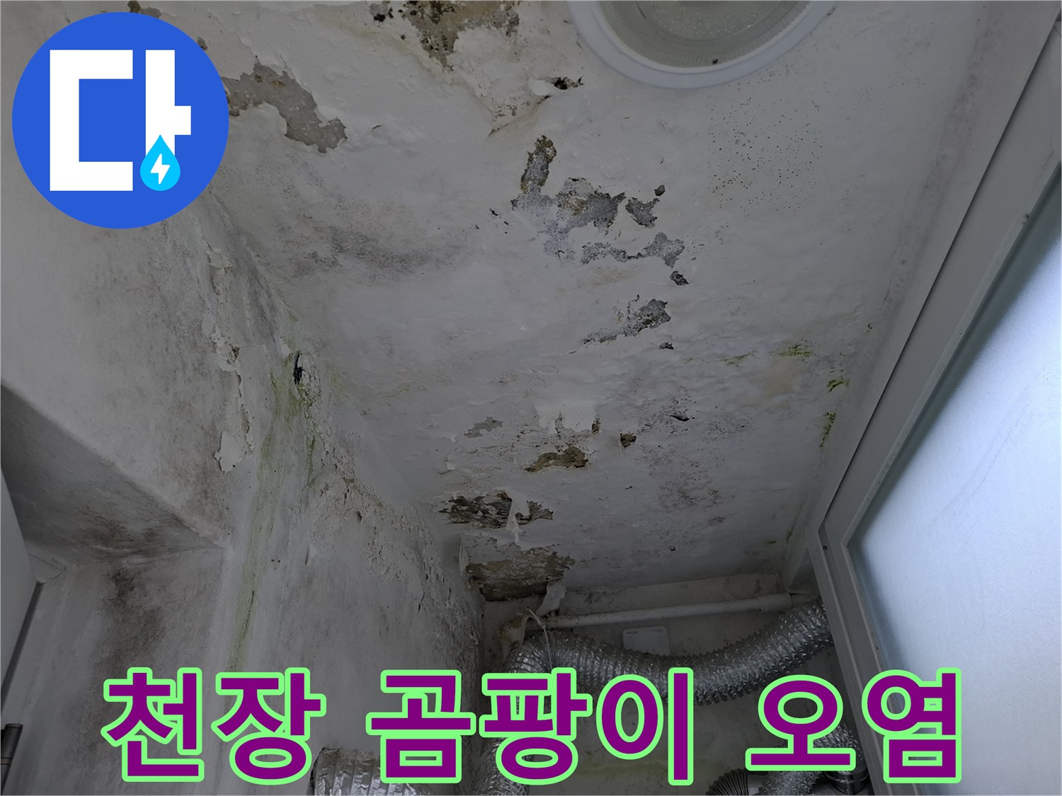 누수로 인한 천장 마감재의 심한 변색 및 곰팡이 번식 상황