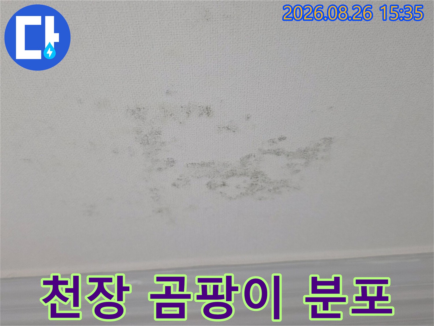거실 천장 벽지에 퍼진 검은색 곰팡이 흔적