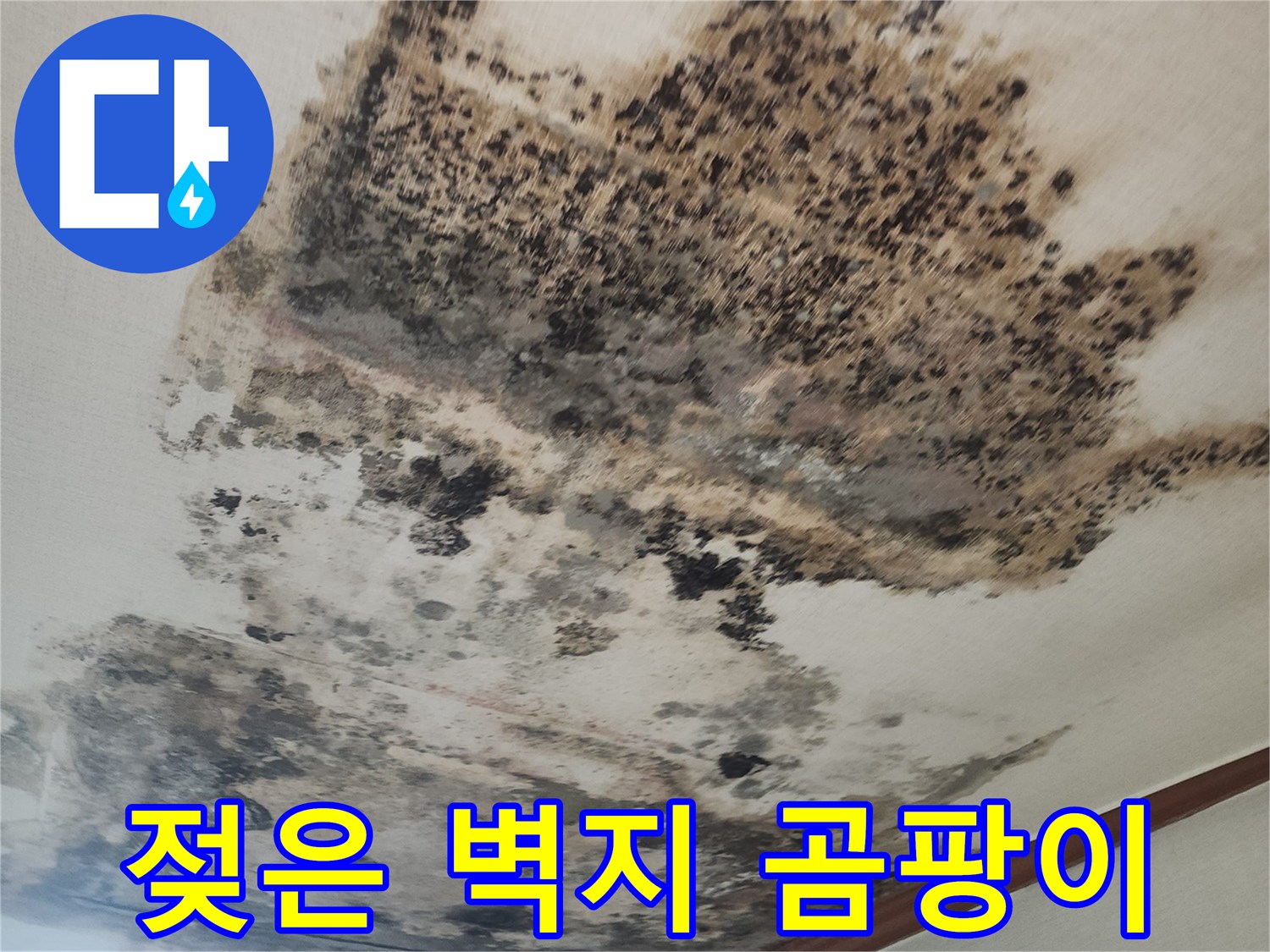 벽지가 물에 젖어 검게 변하고 곰팡이가 번진 거실 천장 모습
