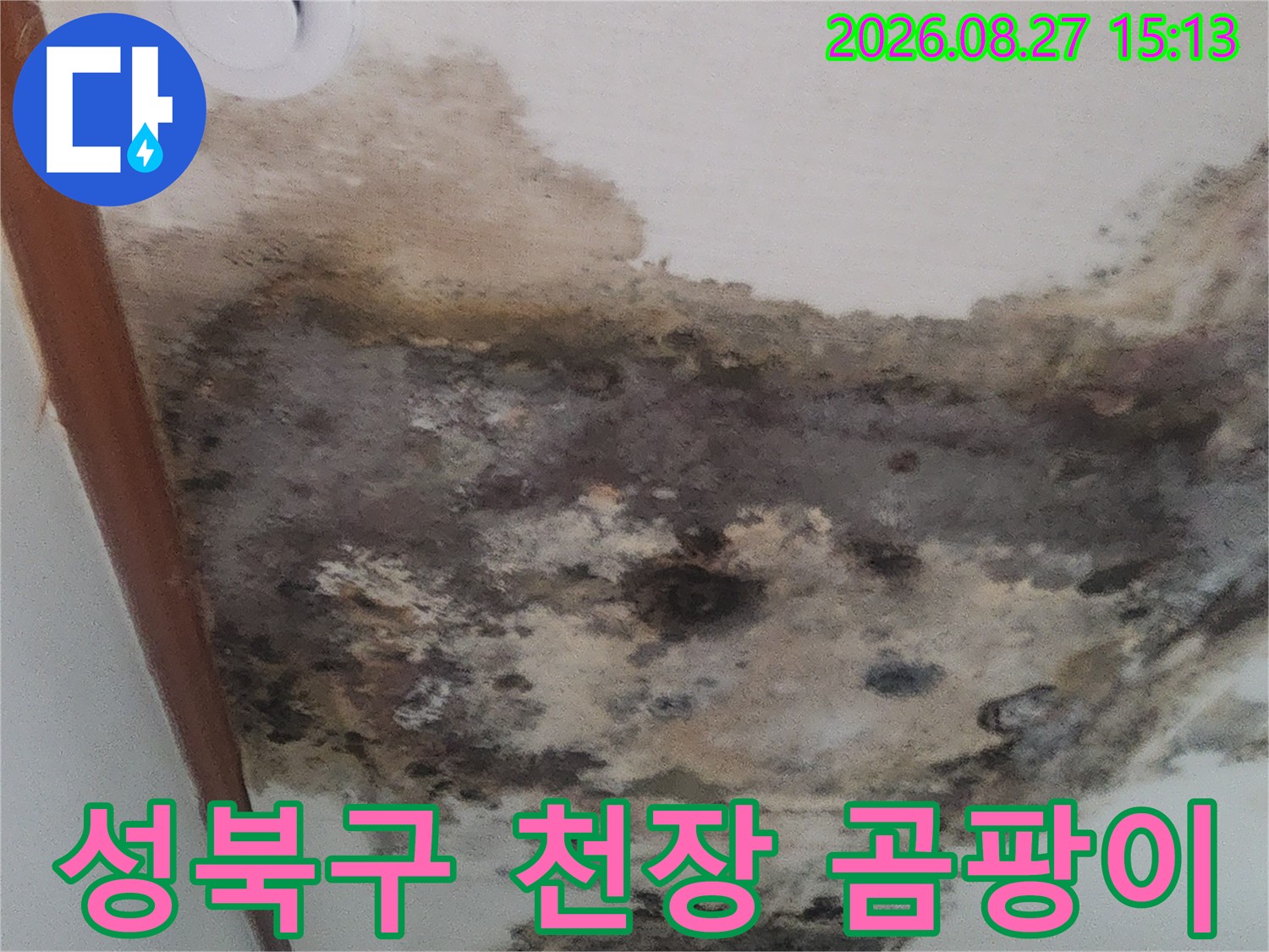 성북구 거실 천장 벽지에 발생한 심각한 곰팡이와 누수 흔적 현장
