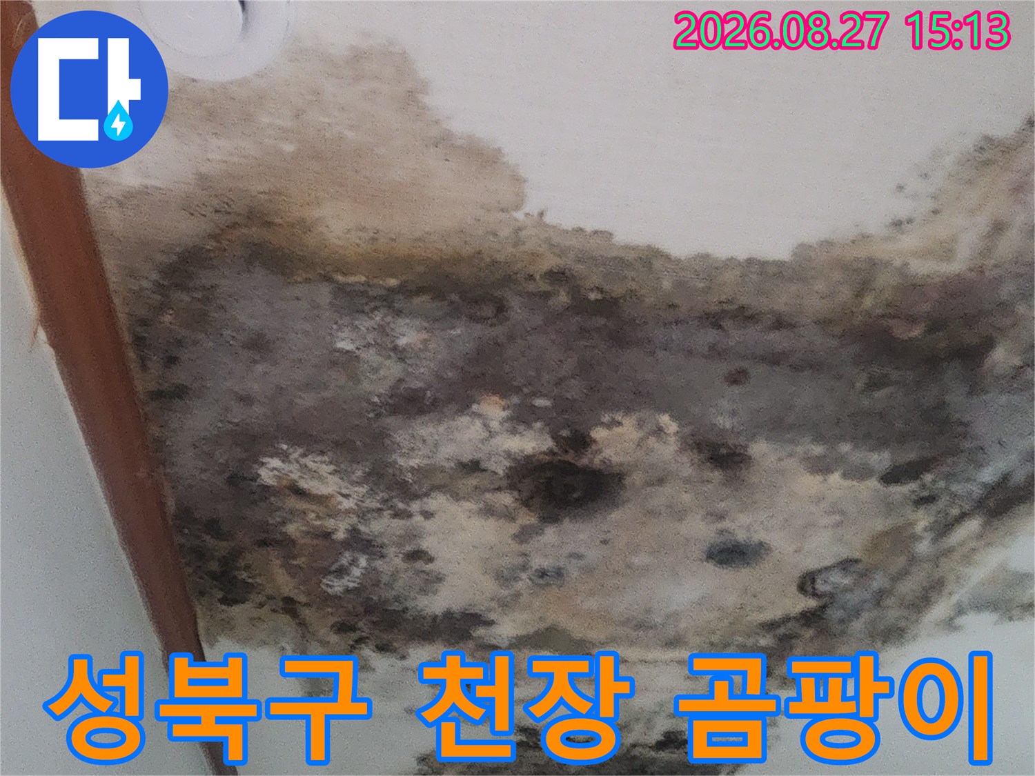 성북구 거실 천장에 발생한 심각한 곰팡이와 누수 흔적 상태입니다.
