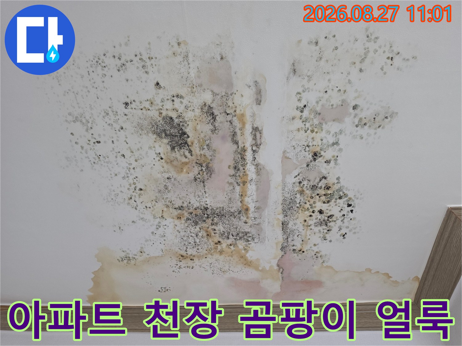 금산읍 아파트 천장-광범위하게 퍼진 검은 곰팡이와 물자국