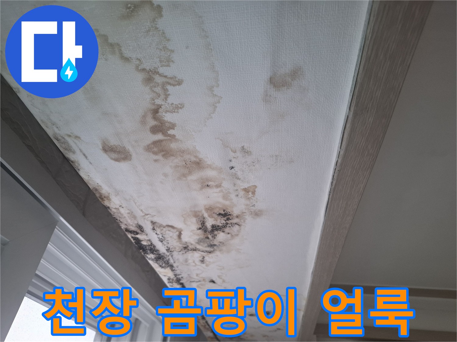 아래층 거실 천장에 발생한 광범랑한 곰팡이와 물 자국