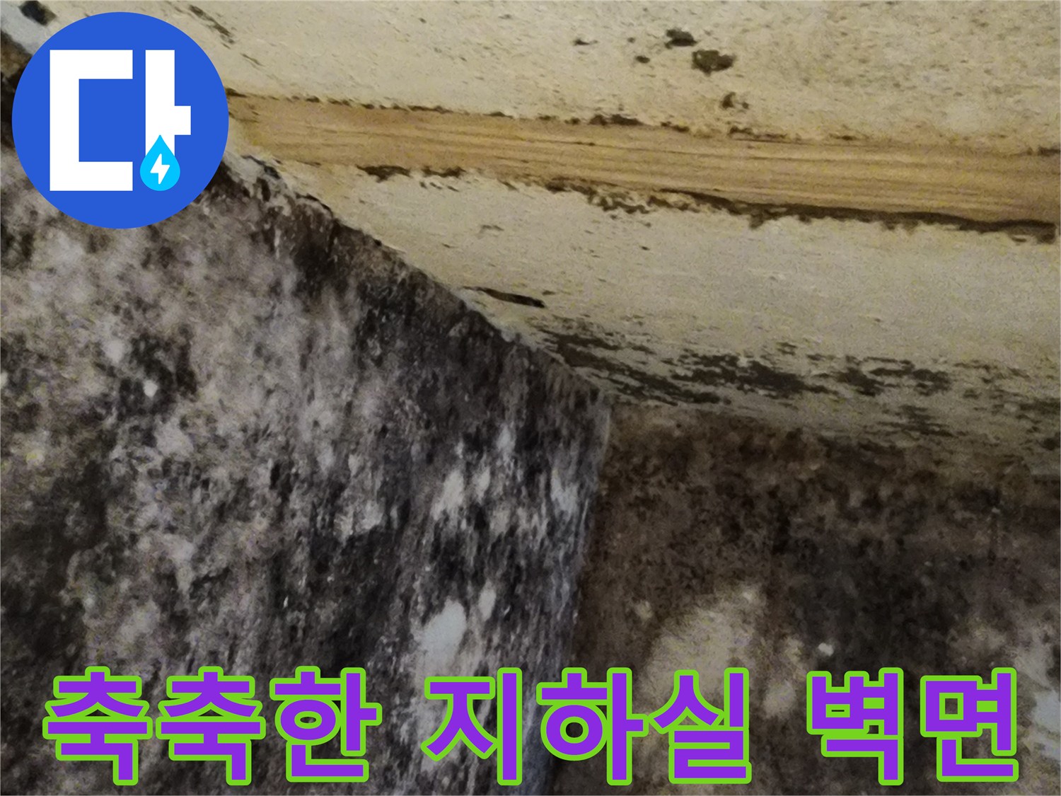 검은 곰팡이가 넓게 퍼진 지하실 내부의 모습