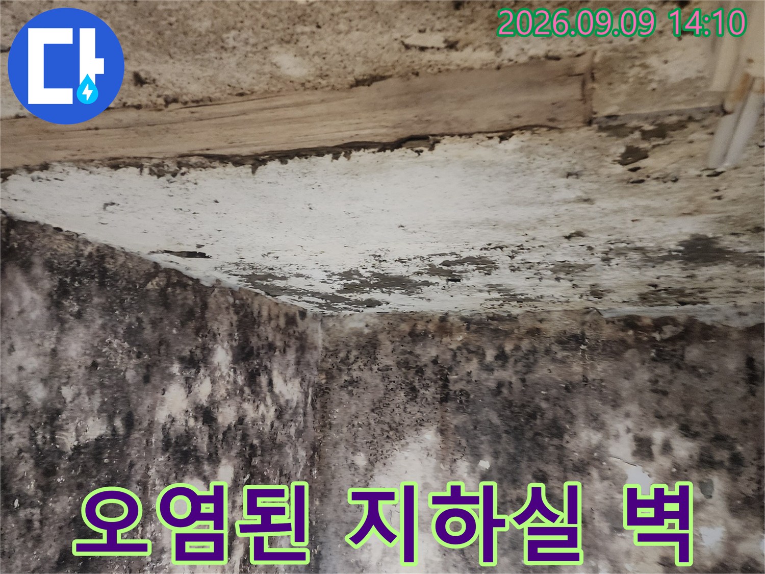 곰팡이가 심하게 발생한 지하실 내부 벽면 사진