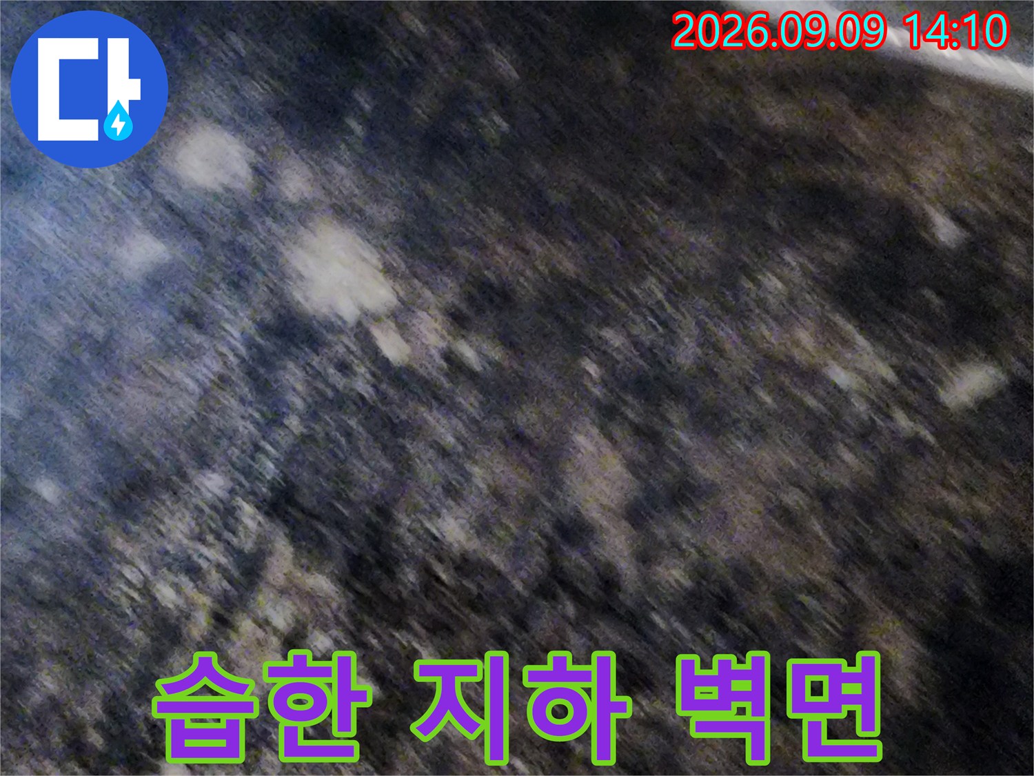곰팡이와 습기로 뒤덮인 서초구 염곡동 지하실 내부