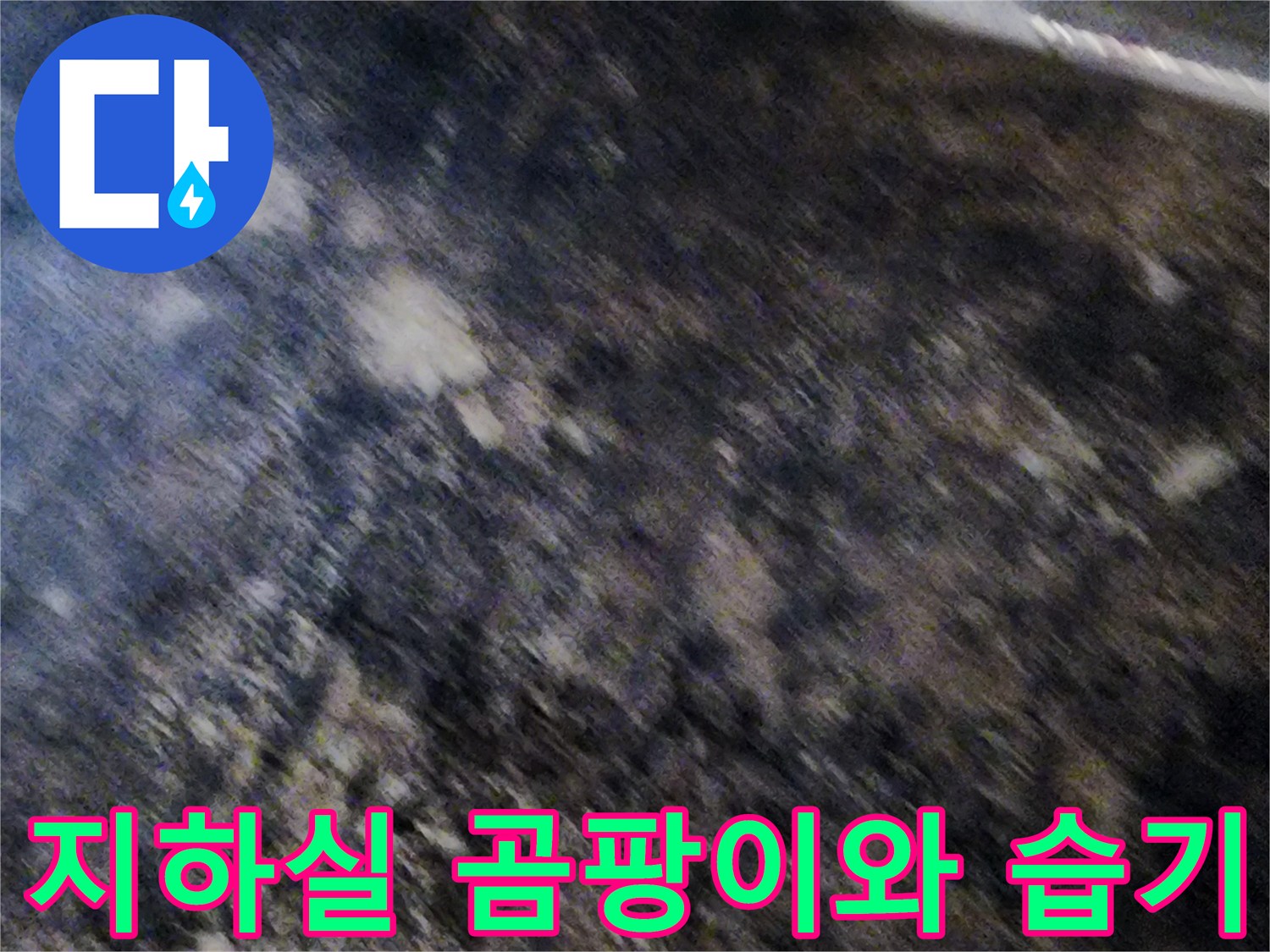 서초구 염곡동 지하실-벽면 곰팡이 및 습기 상태