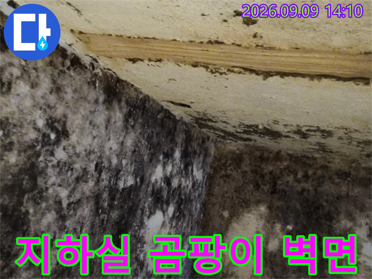 서초구 염곡동 지하실 벽면과 바닥에 발생한 심한 곰팡이 상태