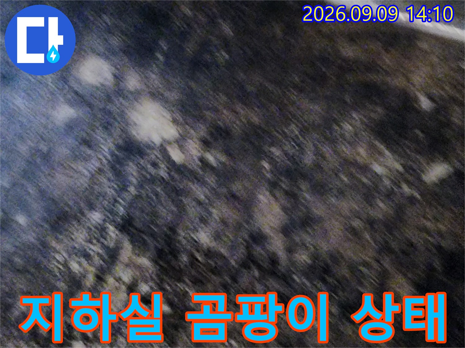 서초구 염곡동 지하실 천장 부근의 심한 곰팡이와 습기 현상