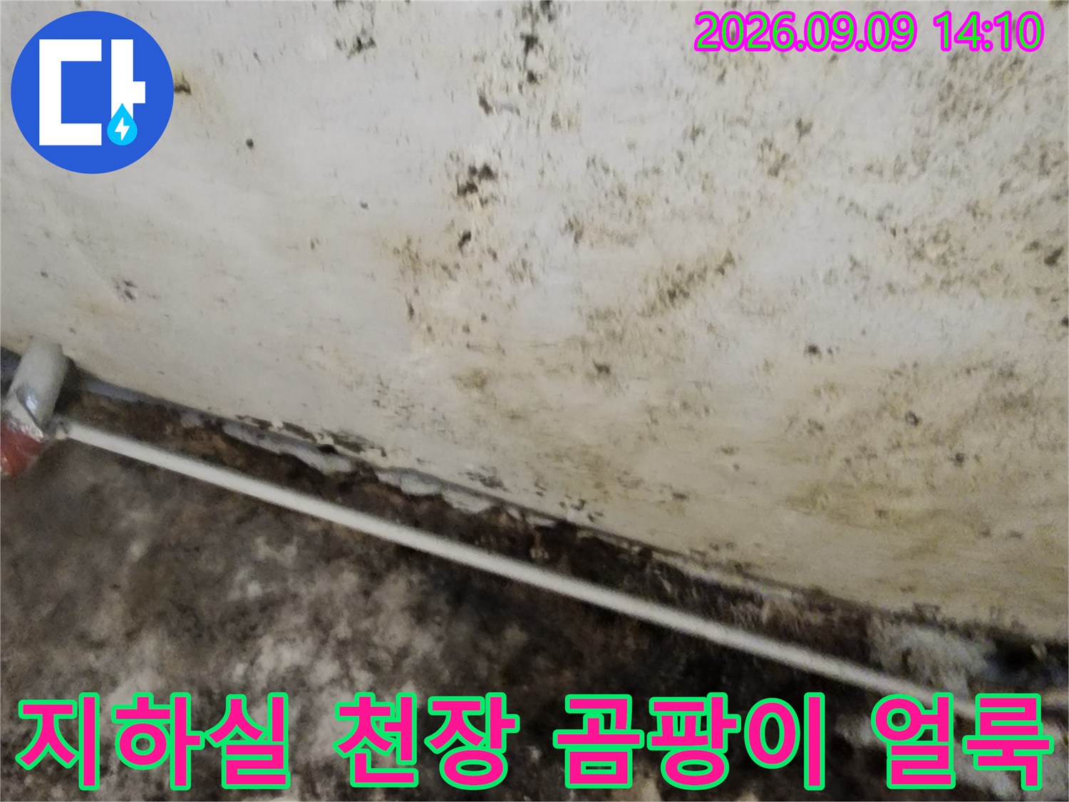 서초구 염곡동 지하실-천장에 발생한 심한 곰팡이와 누수 흔적