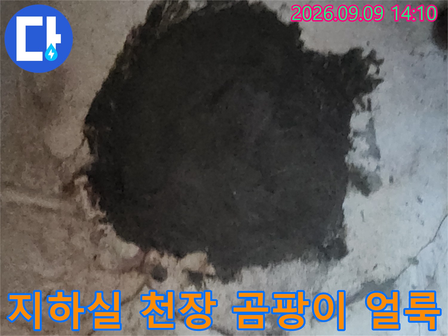 서초구 염곡동 지하실-천장에 발생한 심한 곰팡이와 누수 흔적
