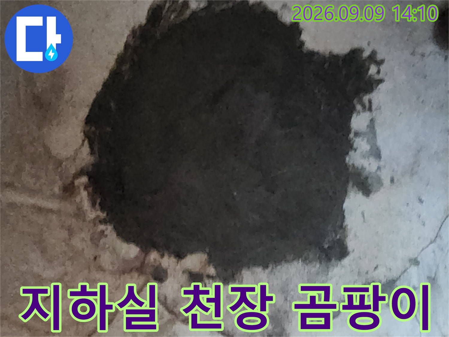 서초구 염곡동-지하실 천장에 발생한 심한 곰팡이와 습기 흔적