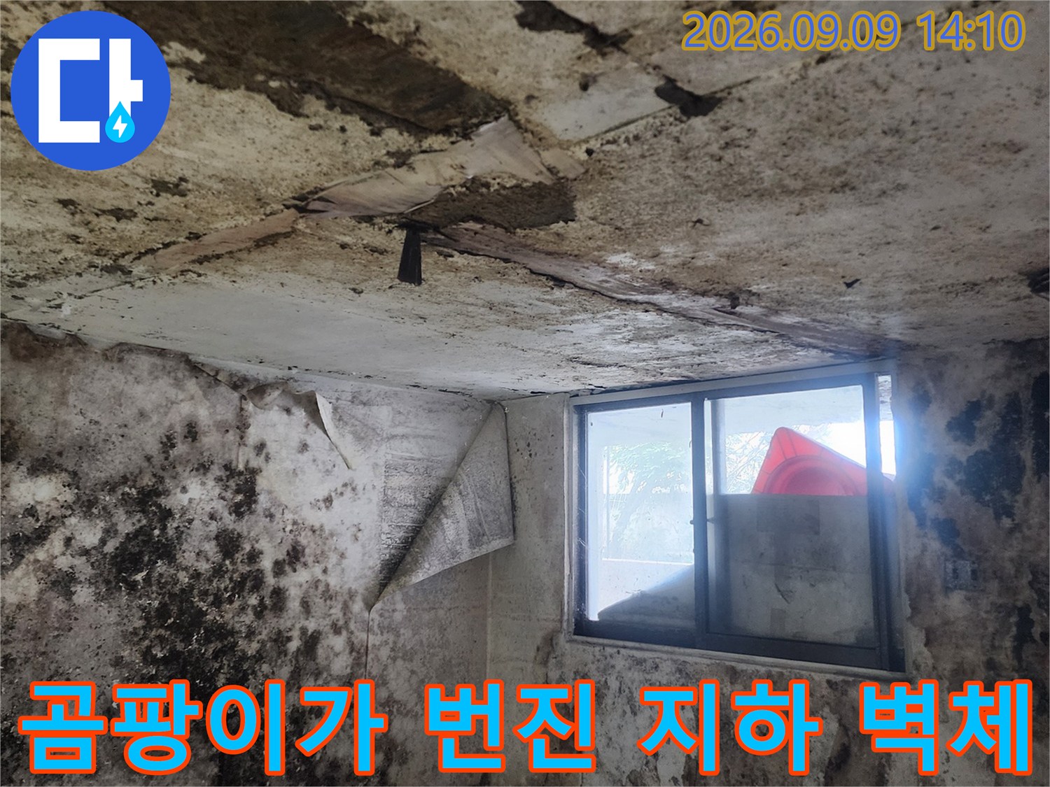 습기와 곰팡이로 오염된 지하실 내부의 모습